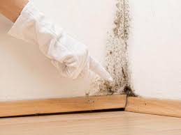 Why You Should Choose Our Mold Remediation Services in Coldstream, KY